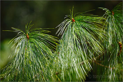 Bhutan Pine