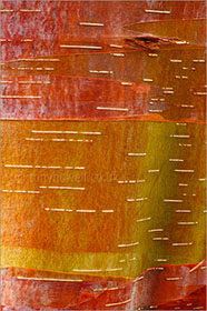 Betula