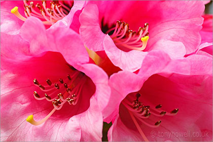 Rhododendron, close up