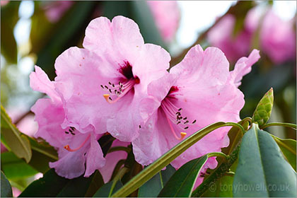 Rhododendron, pale pink