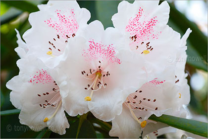 Rhododendron