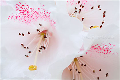 Rhododendron, close up