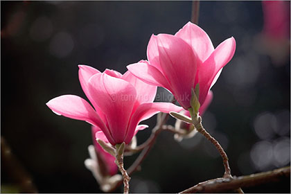 Magnolia sprengeri 'Diva'