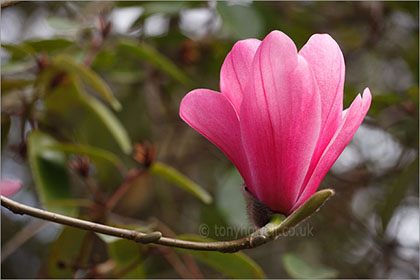 Magnolia sprengeri 'Diva'