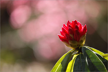 Rhododendron