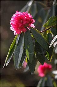 Rhododendron