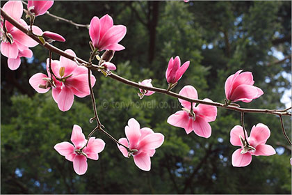 Magnolia sprengeri 'Diva'