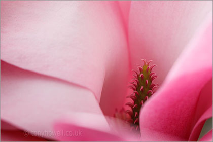 Magnolia sprengeri 'Diva'