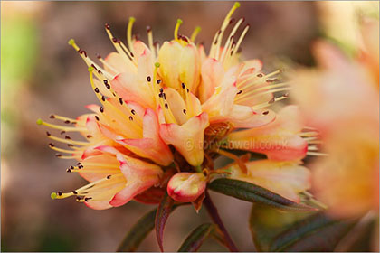 Rhododendron, close up