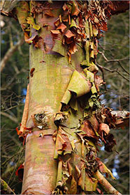 Chinese Birch