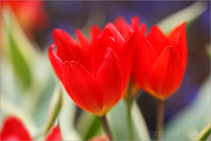 Tulip 'PR. Fusilier'