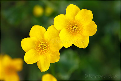 Marsh Marigold