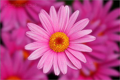 Chrysanthemum