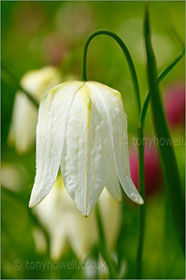 Snakeshead Fritillary, white