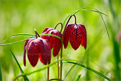 Snakeshead Fritillaries