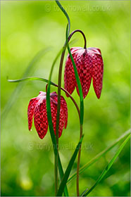 Snakeshead Fritillary