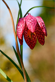 Snakeshead Fritillary