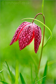 Snakeshead Fritillary