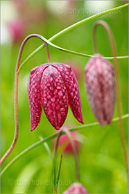 Snakeshead Fritillary