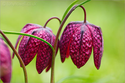 Snakeshead Fritillary