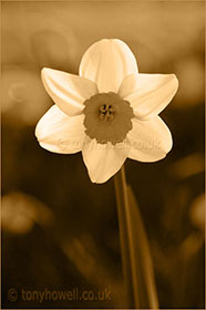 Sepia Daffodil