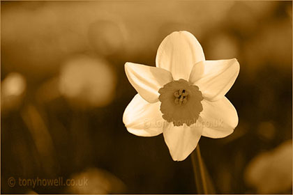 Sepia Daffodil