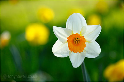 White Daffodil