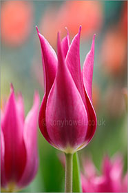 Tulip