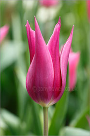 Tulip, pink