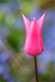 Tulip 'China Pink'