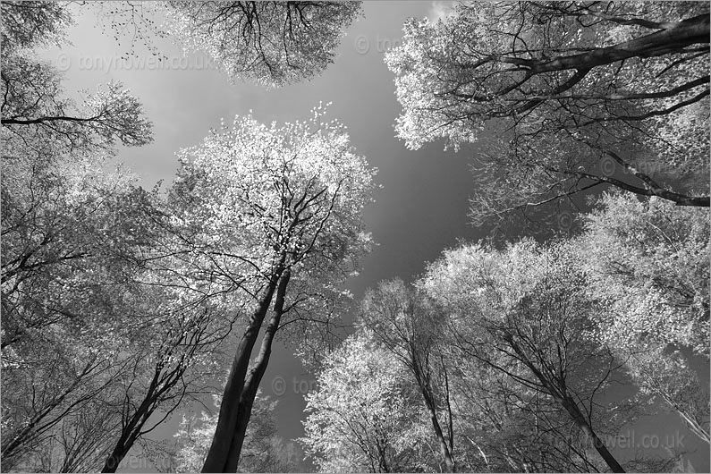  Beech Trees, Spring