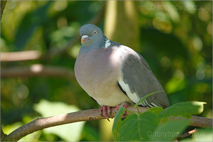 Wood Pigeon