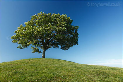 Sycamore Tree