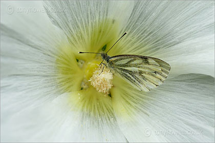 Hollyhock, white with butterfly