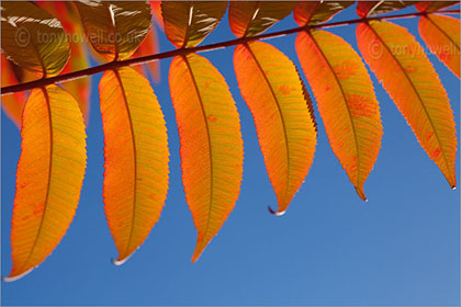Sumach Leaves
