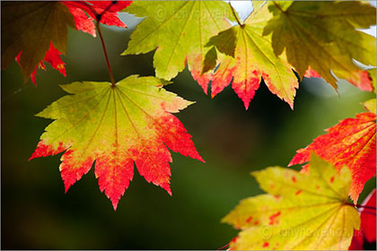 Acer Leaves