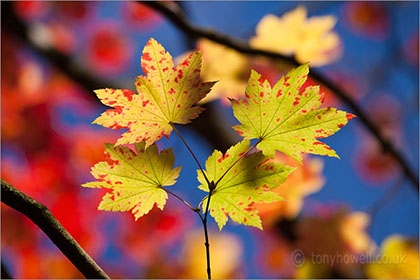 Acer Leaves