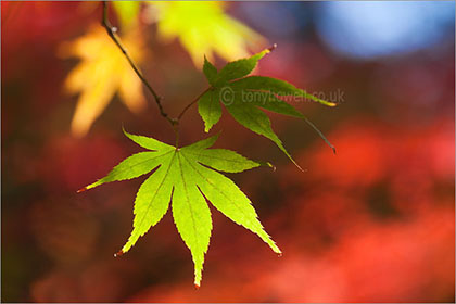 Acer Leaves