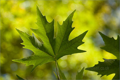 Oriental Plane