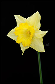 Daffodil