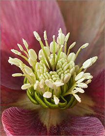Hellebore, close up