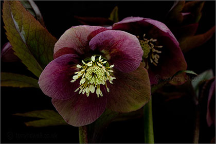 Hellebore on black