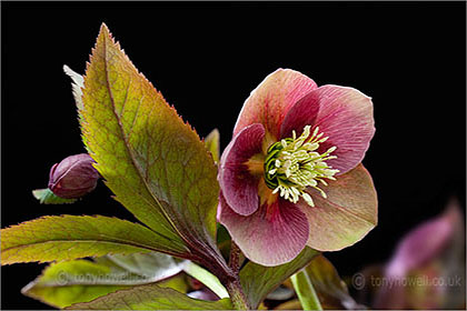 Hellebore on black