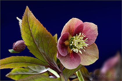 Hellebore, on blue