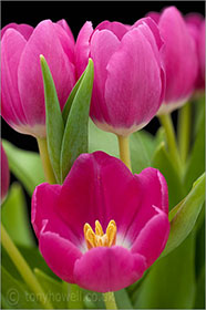Tulips, pink