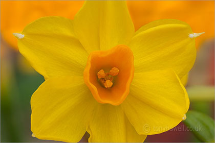 Daffodil close up