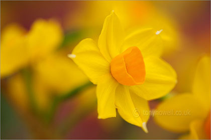 Daffodil