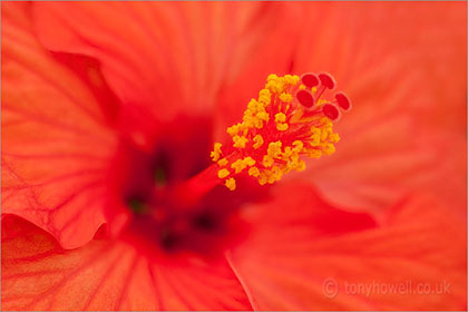 Hibiscus, close up