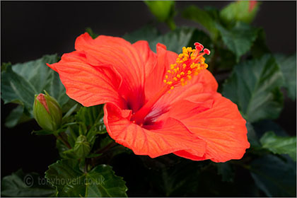 Hibiscus