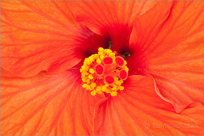 Hibiscus